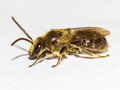 Lasioglossum leucozonium